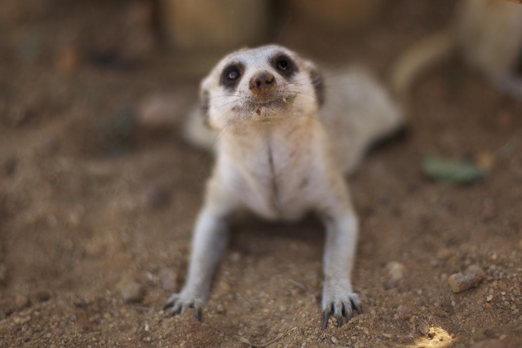 Naankuse Lodge Windhoek Dış mekan fotoğraf