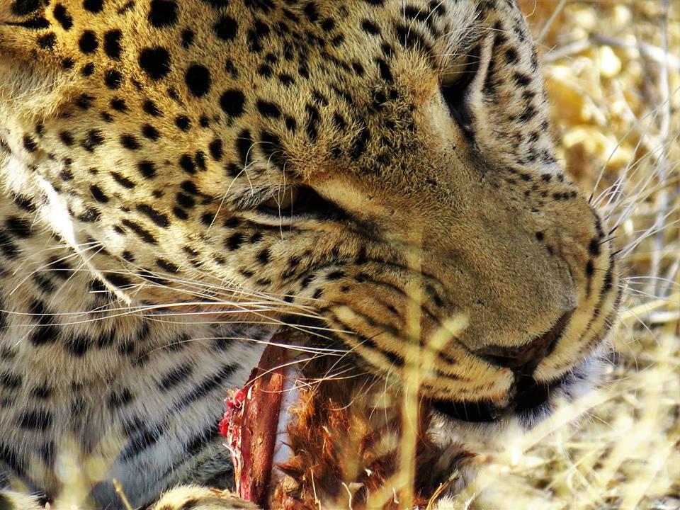 Naankuse Lodge Windhoek Dış mekan fotoğraf