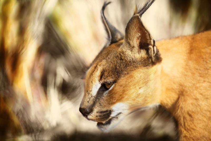 Naankuse Lodge Windhoek Dış mekan fotoğraf